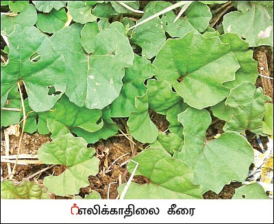 நல்மருந்து - தெரிந்த செடிகள்... தெரியாத பயன்கள்! - 11