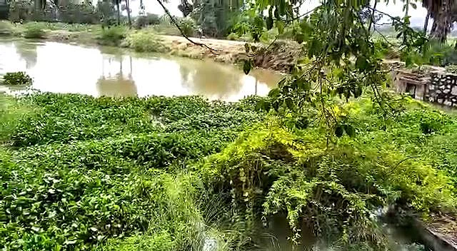 அணைப்பகுதியில் அகற்றப்படாத அமலைச் செடிகள்! - விளைநிலங்களுக்குள் நீர் சூழ்ந்த அவலம்