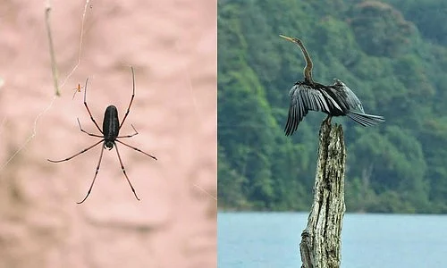 புலிகளை கொல்லாதீங்க!