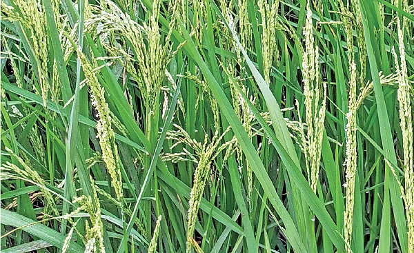 நம்ம விவசாயம்... விவசாயிகளைக் குறிவைக்கும் சதுரங்க வேட்டையா?