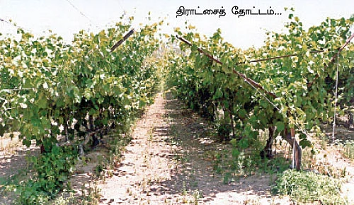 பந்தல் இல்லாமலே பளபளக்கும் திராட்சை !
