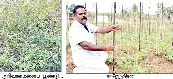 40 செண்ட் சுரைக்காய்... 40 செண்ட் பாகற்காய்...