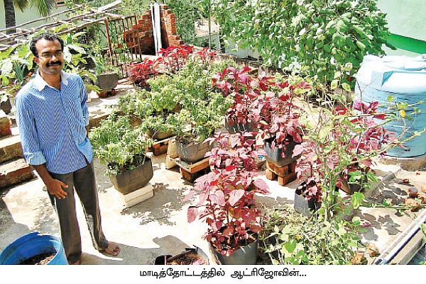 மாடித்தோட்டம்