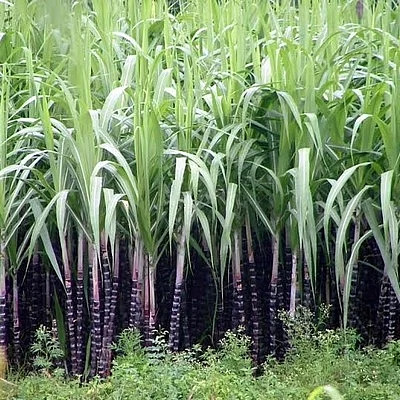 மரபணு மாற்று கரும்பு: பா.ஜ.க. வே இப்படி செய்யலாமா?