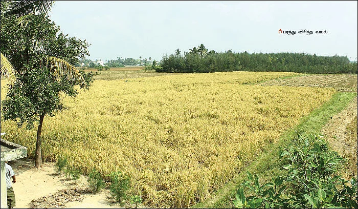 ஆத்தூர் கிச்சிலிச் சம்பாவில் அசத்தல் லாபம்!