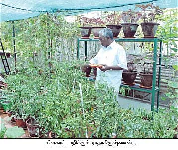 மாடித் தோட்டம்