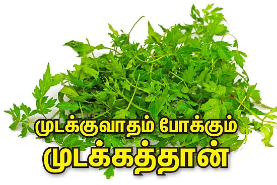 முடக்குவாதம் போக்கும் முடக்கத்தான்