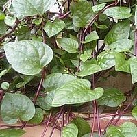 தாகம், சூடு தணிக்கும் பசலைக்கீரை!