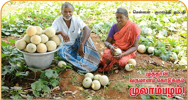 முத்தான வருமானம் கொடுக்கும் முலாம்பழம்!