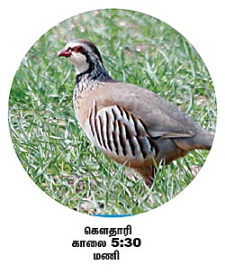 நேரம் சொல்லும் பறவைகள்!