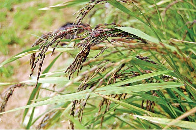 மருத்துவ குணம்கொண்ட மணிப்பூர் நெல்!