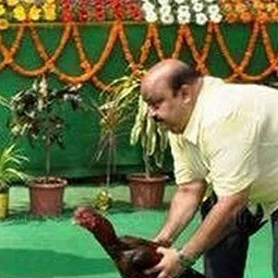 உச்சநீதிமன்ற தடையை மீறி ஆந்திராவில் சேவல் சண்டை: தொடங்கி வைத்தார் எம்.பி!