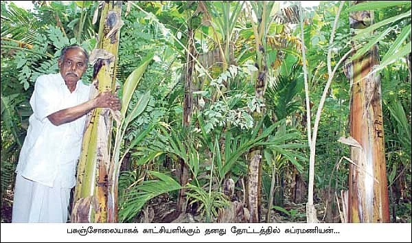கோகோ பாக்கு வாழை திப்பிலி மிளகு...