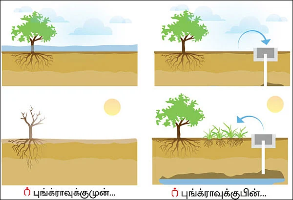 நிலத்தடி நீர் மட்டத்தை உயர்த்தும் ‘புங்க்ரா’!