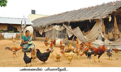 ஆடு, மாடு, கோழி, பட்டுப்புழு...