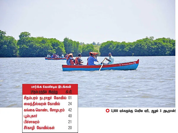 பிச்சாவரத்துக்கு சாகாவரம் கொடுத்த மரம்!