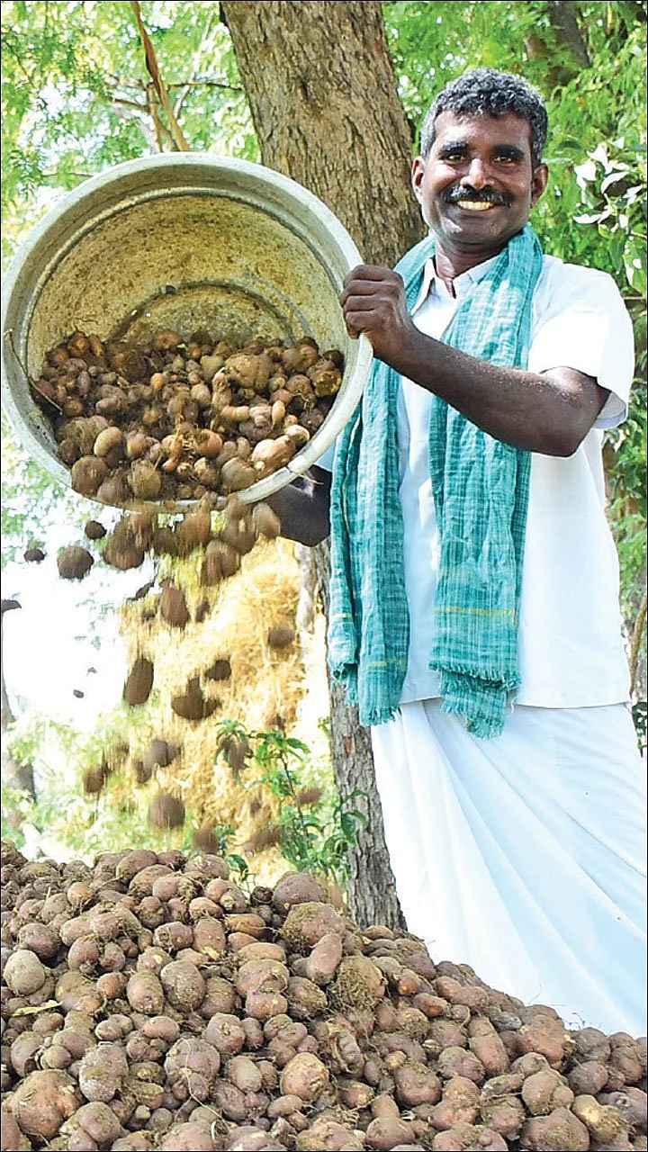 சீரான வருமானம் தரும் சிறுகிழங்கு! - 25 சென்ட்... 5 மாதங்கள்... ரூ. 40,000