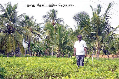 பராமரிப்புச் செலவுக்கு... தென்னை, வாழை...
