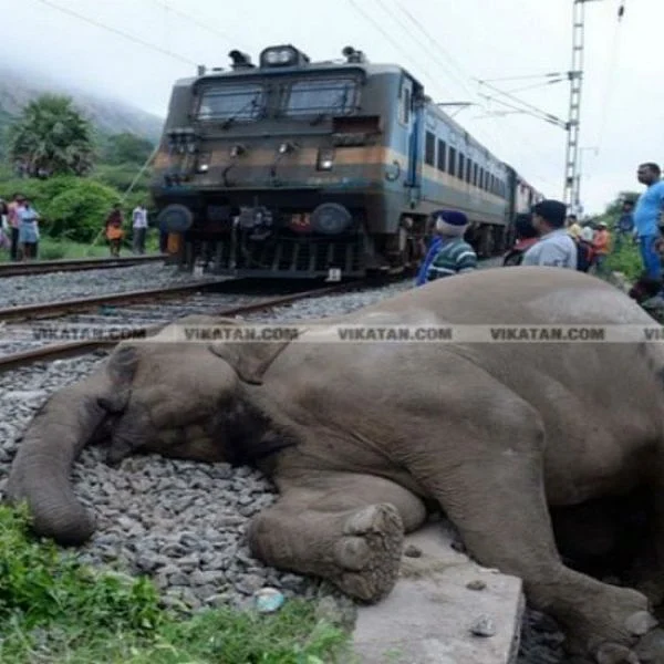 மேகமலையில் தொடர்ந்து கொல்லப்படும் யானைகள்...வனத்துறையின் கவனத்துக்கு
