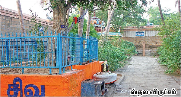 பிணிக்கு மருந்தாகும் பிரசாதத் திருநீறு!