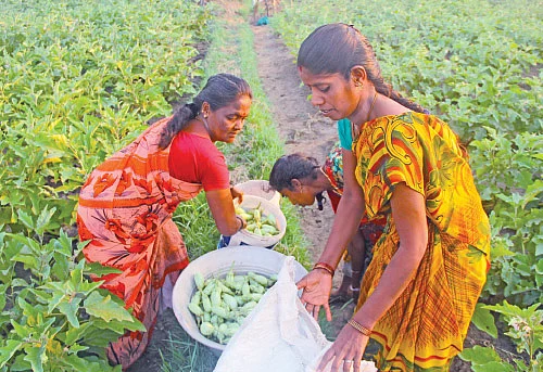 முள்ளு கத்திரி... குண்டு கத்திரி... கலக்கல் லாபம் கொடுக்கும் கத்திரி!