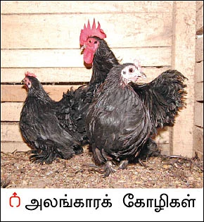 நீங்கள் கேட்டவை: அலங்கார கோழி வளர்ப்பு லாபம் தருமா?