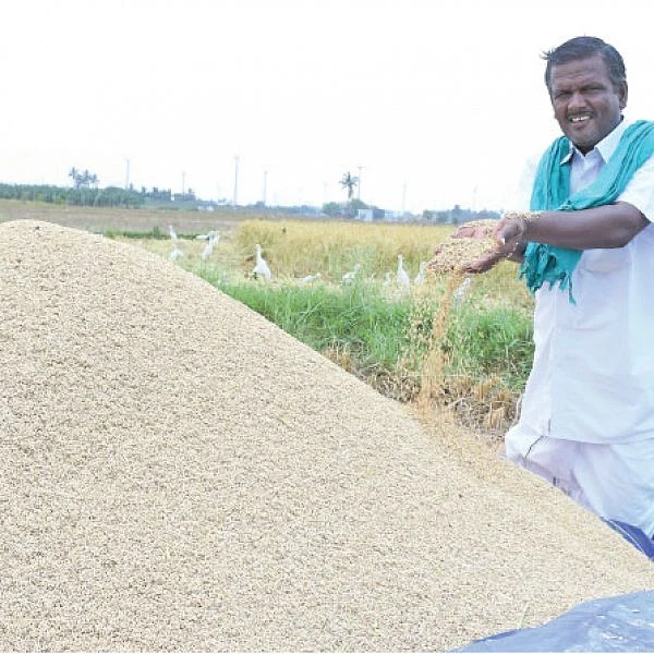 வறட்சியிலும் வற்றாத மகசூல் கொடுக்கும் ஆத்தூர் கிச்சிலிச் சம்பா!