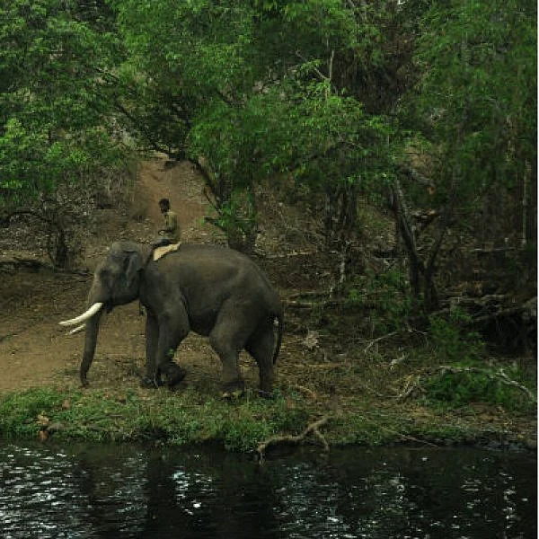 2 கும்கி... ஒரு ஜேசிபி... அடங்காத சுள்ளிக் கொம்பன்! - ஒரு கும்கி உருவாகும் கதை - அத்தியாயம் - 10