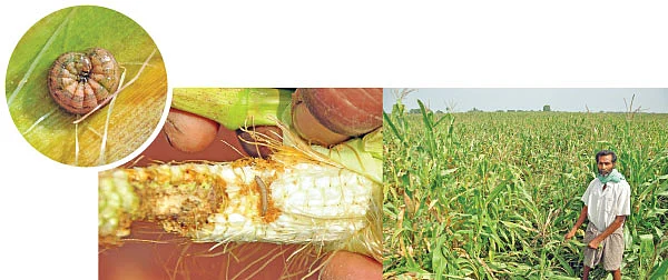 ரெடுவீட்... படைப்புழுவை அழிக்க இயற்கைத் தீர்வு!