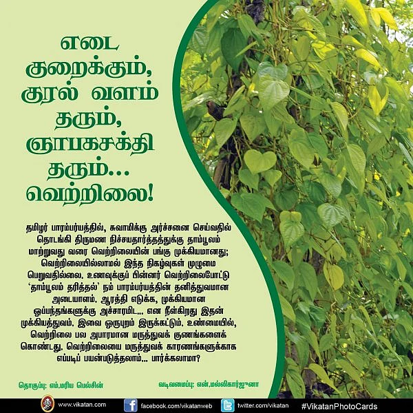 எடை குறைக்கும், குரல் வளம் தரும், ஞாபகசக்தி தரும்... வெற்றிலை! #VikatanPhotoCards