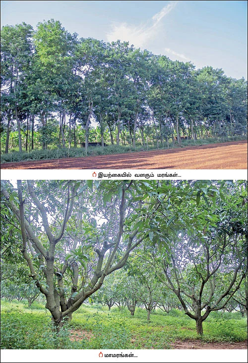 வருமானத்துக்கு மா, வாழை... சூழலுக்கு வேங்கை, குமிழ்..!