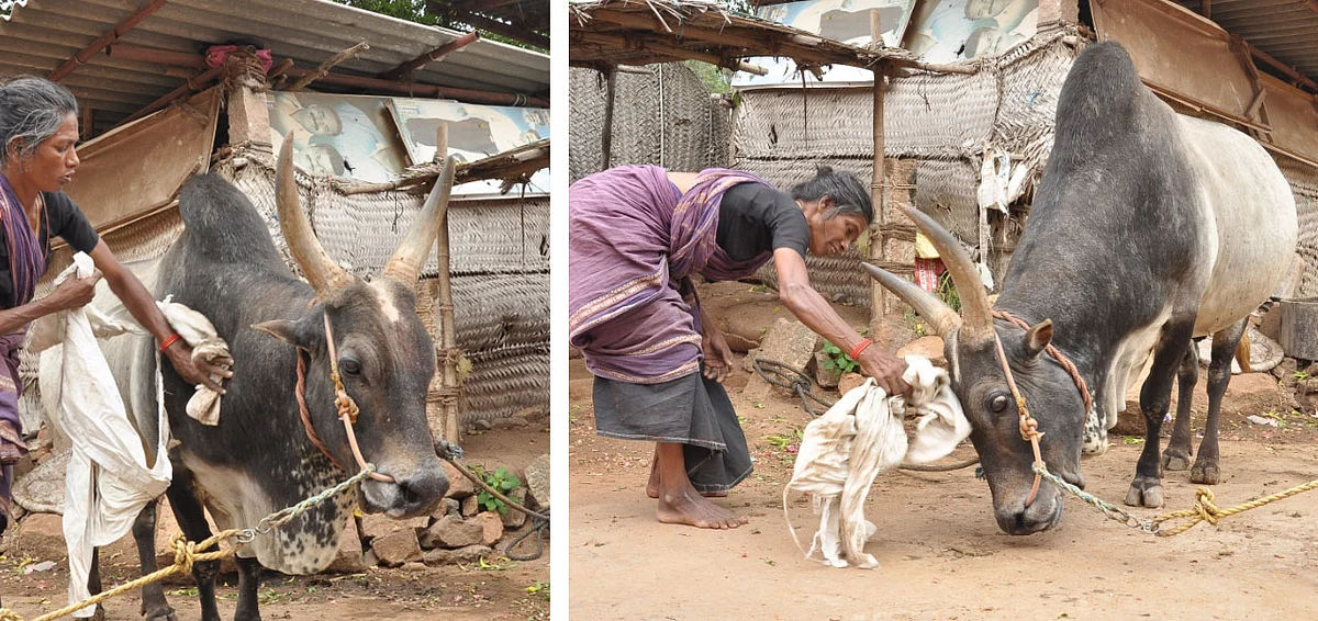 இயற்கை விவசாயத்தை அழிக்கவா ஜல்லிக்கட்டு தடை?