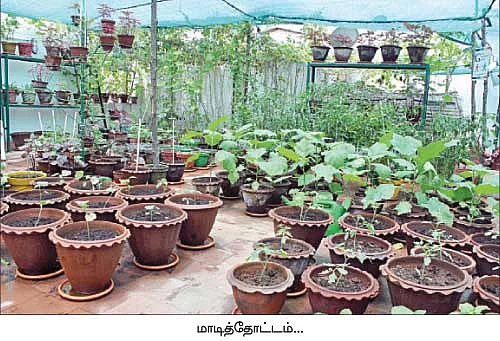 மாடித் தோட்டம்