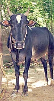 இணையதளத்தில் உம்பளாச்சேரி!