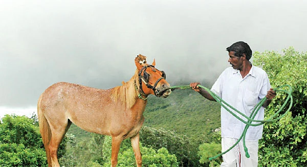 பழனிச்சாமியின் குதிரை!