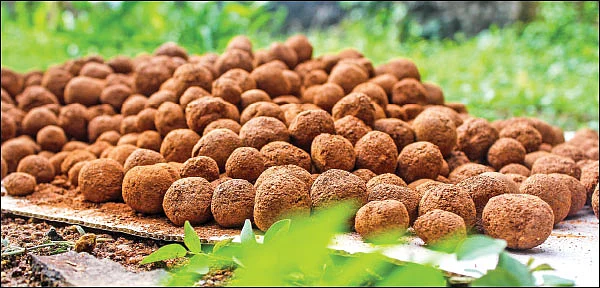 விதைப்பந்து வீசினால் மரம் வளருமா? ஓர் ஆய்வு...