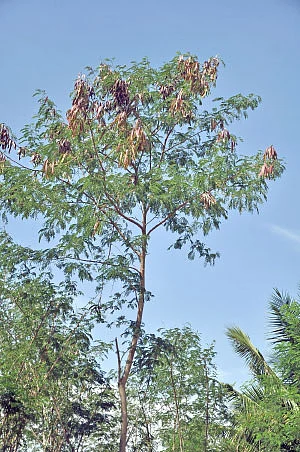 நீங்கள் கேட்டவை: ‘‘சைக்கிள் மூலம் இயங்கும் சிறுதானிய இயந்திரம்?’’