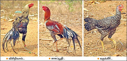 800 கோழிகள்... மாதம் ரூ. 50,000 லாபம்! - படித்துக்கொண்டே பண்ணை நடத்தும் இளைஞர்!