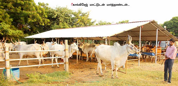 26 மாடுகள்... ஆண்டுக்கு ரூ12 லட்சம் லாபம்!