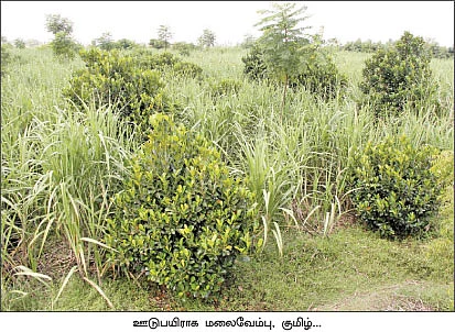 வறண்ட நிலத்திலும் வளமான வருமானம்...