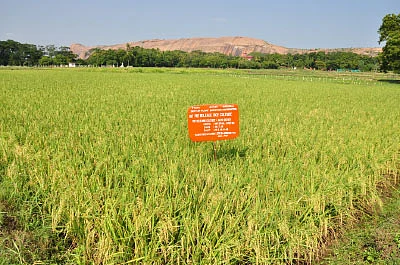 நெல், சோளம், கோதுமை...