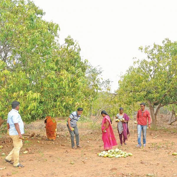 ஒரு நாள் விவசாயி! பருவம் - 2 - மா சாகுபடி, ஆண்டுக்கு ரூ 20 லட்சம் - நேரடி விற்பனையில் நிறைவான வருமானம்!