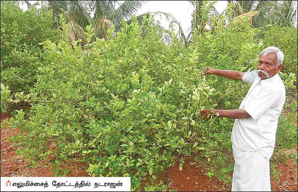 ஏற்றம் தரும் எலுமிச்சை! - 300 மரங்கள்... ஆண்டுக்கு ரூ 7 லட்சம்...