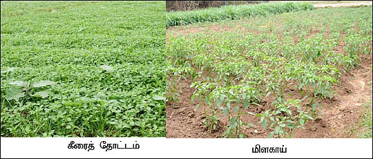 வெண்டை, கீரை, அவரை, மிளகாய்... 3மாதம் 90 ஆயிரம்...