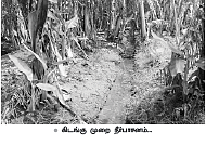 அதிக மகசூல் தரும் அடர்நடவு!