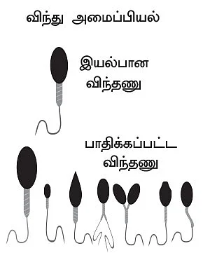 ஆண்மை குறைவுக்கு சிக‘ரெட்’அலர்ட்