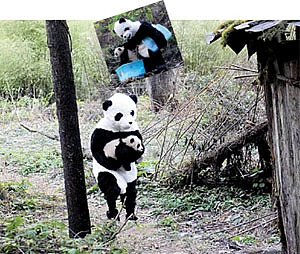 பிட்ஸ்