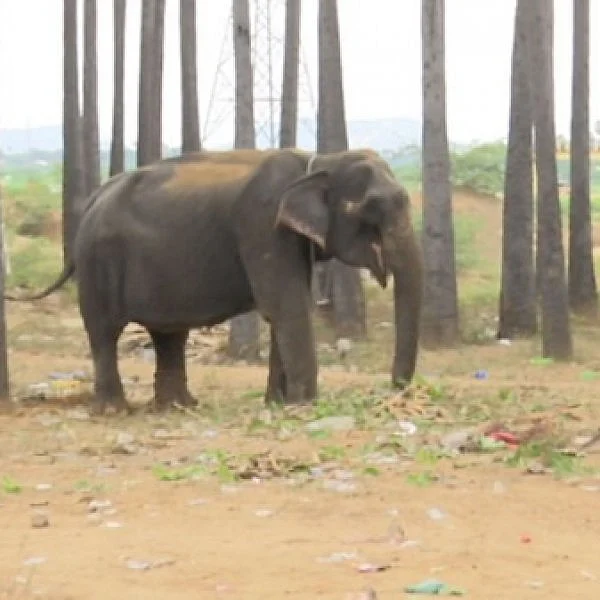 கோயில் விழாவில் மிரண்ட யானை தூக்கி வீசியதில் பூ விற்கும் பெண் பலி!