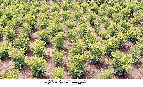 செழிப்பான லாபம் தரும் செங்காம்பு..!