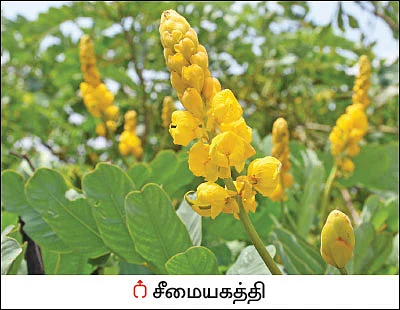 நல்மருந்து தெரிந்த செடிகள்... தெரியாத பயன்கள்! -14